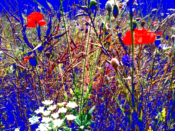 Wild Flowers On A Blue Ground